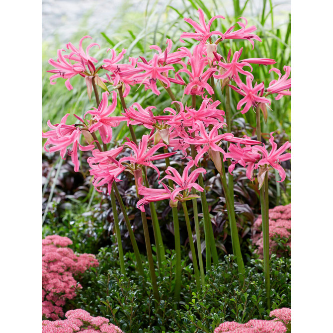 Amarillis Balladiva Anastasija 16/+ 10gab