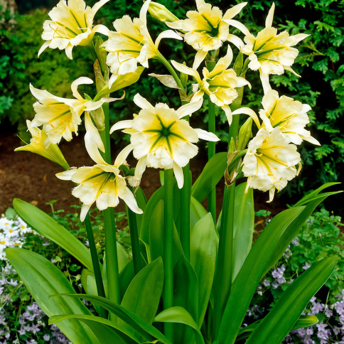 Ismenes Sulphur Queen 14/+ 10gab