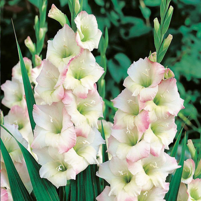 Gladiolas lielziedu Cream Perfection 12/14 60gab 