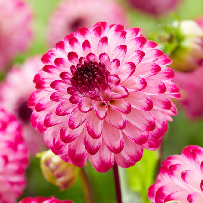 Dālijas Little Robert 8gab