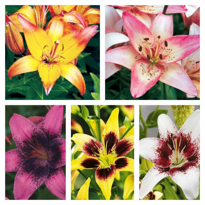 Lilijas Āzijas Divkrāsu Izlase 18/20, 5šķ. 40gab