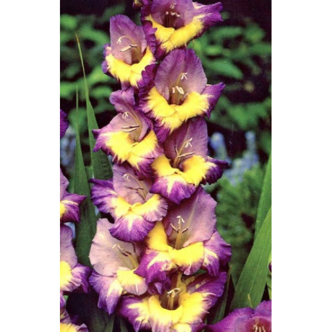 Gladiolas Joplin 12/14 60gab