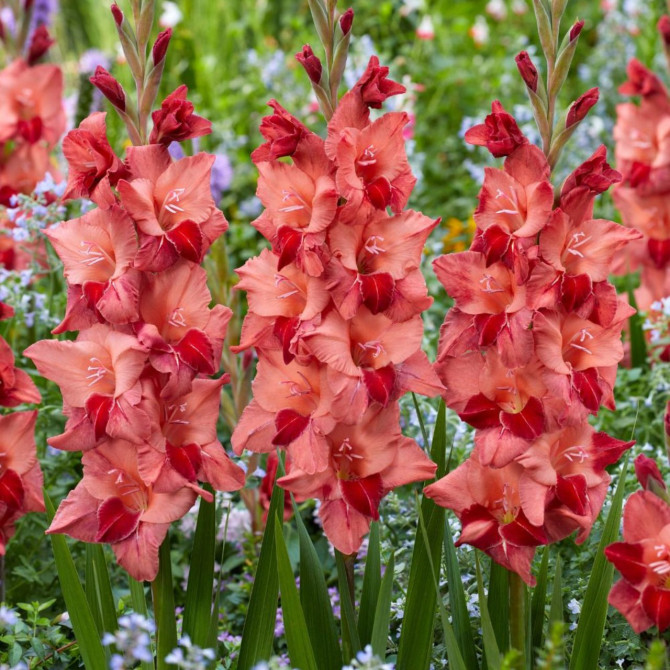 Gladiolas Soul 12/14 60gab