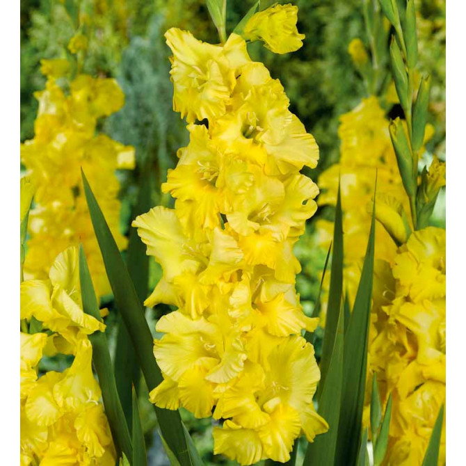 Gladiolas Charisma 12/14 60gab