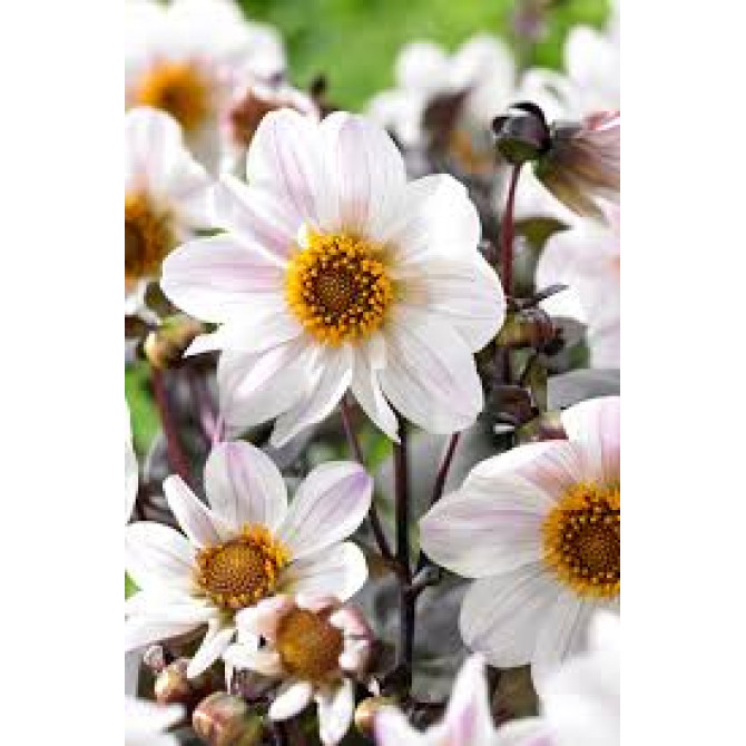 Dālijas BISHOP OF DOVER 8gab