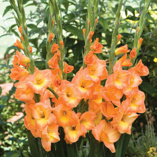 Gladiolas Peach Melba 12/14 60gab