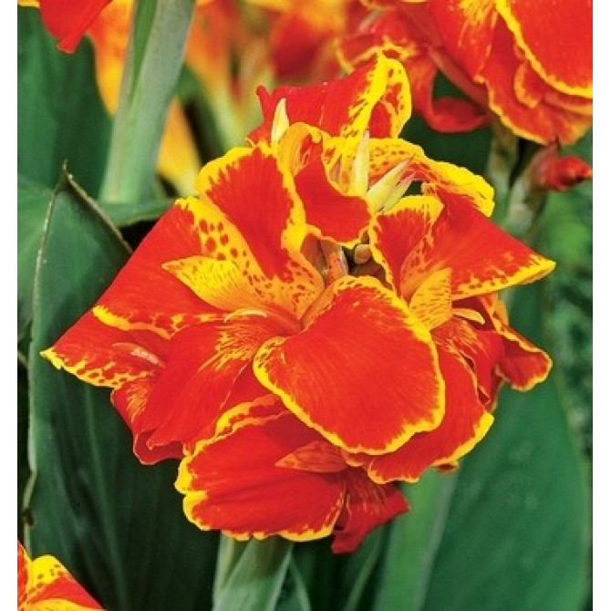 Kannas Queen Charlotte 8gab