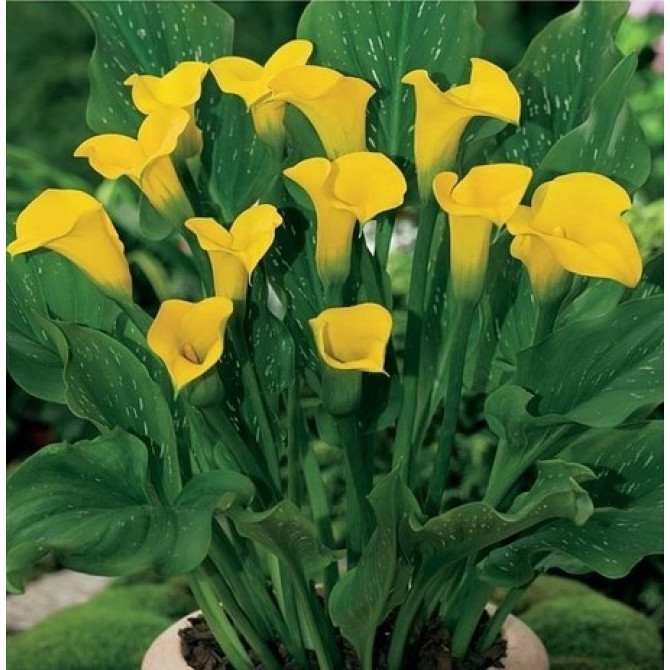 Kallas jeb zantedešijas FLOREX GOLD 18/20 10gab