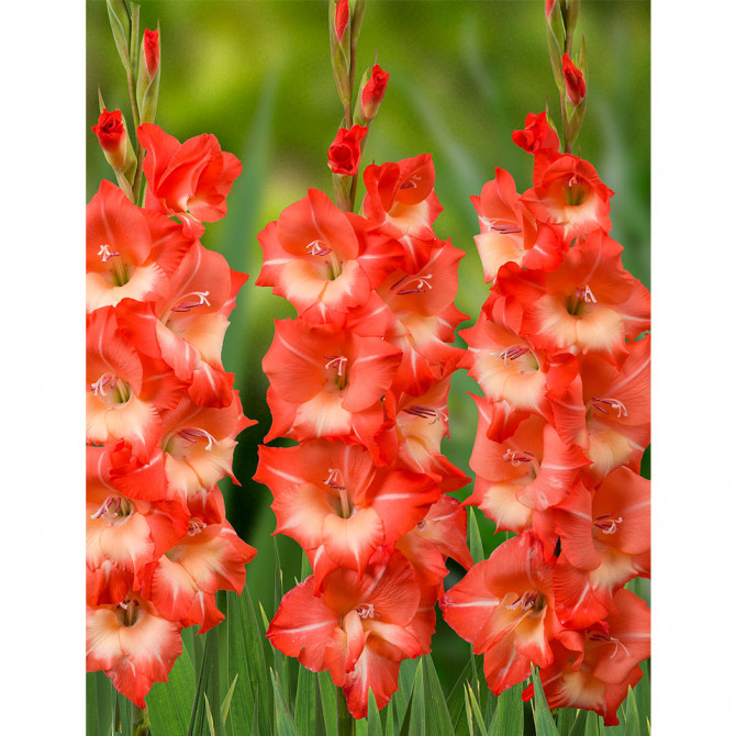 Gladiolas Salmon Star 12/14 60gab