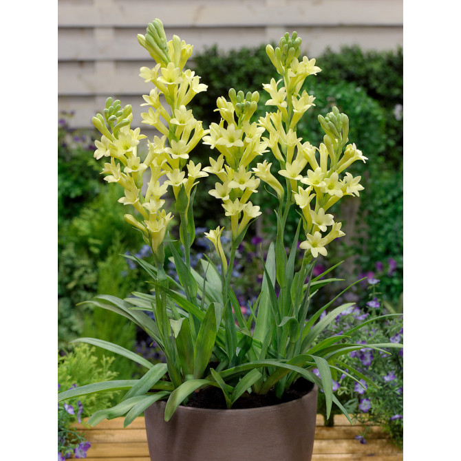 Tuberoze Yellow baby 10/12 10gab