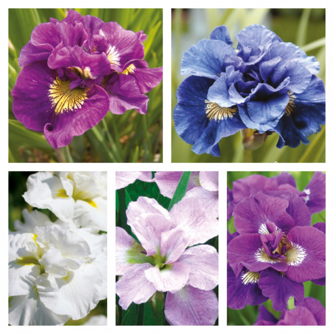 Īrisi Sibīrijas pildīti izlase 20 gab