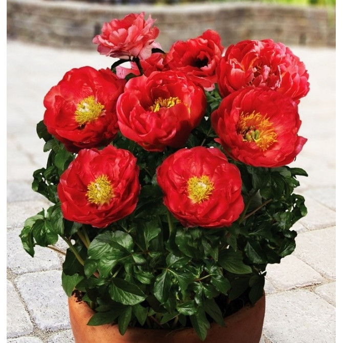 Peonijas zemās PATIO MOSCOW 6gab