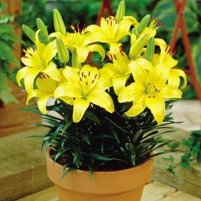 Lilijas Āzijas zemās BRIGHT PIXIE 16/18 20gab