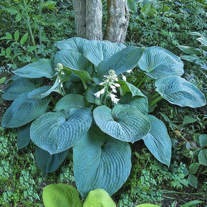 Hostas BRESSINGHAM BLUE 6gab