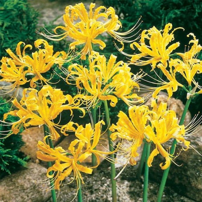 Zīda lilija (Lycoris Aurea) 10/+ 10gab