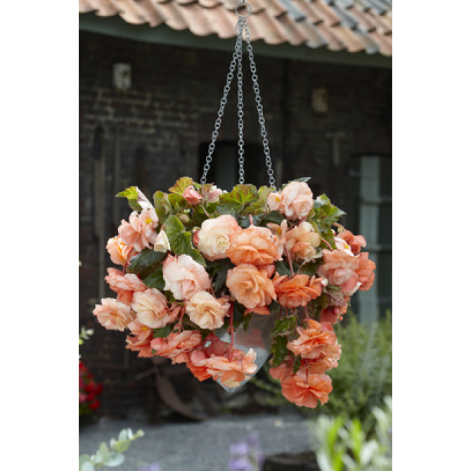 Begonijas Splendide Apricot 5/+ 20gab