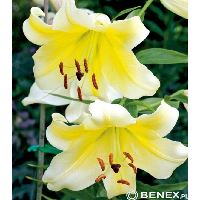 Lilijas Conca D`or 16/18 16gab