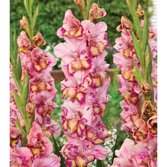 Gladiolas QUEPO 12/14 60gab
