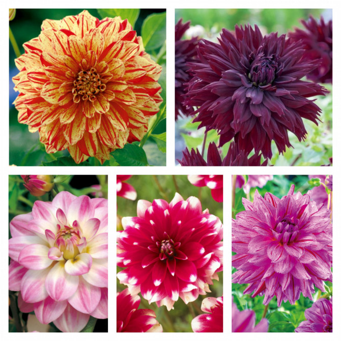 Dālijas dekoratīvās Izlase Nr.4 5šķ. 40gab