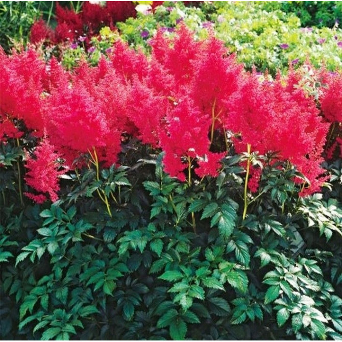 Astilbes KOBLENZ 8gab