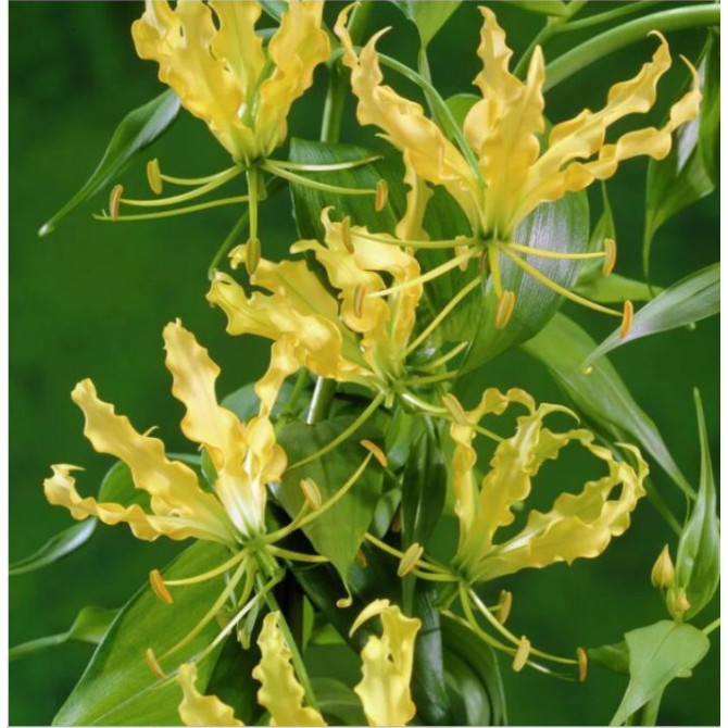 Liesmu lilija Lutea (Glariosa) 10/15 10gab