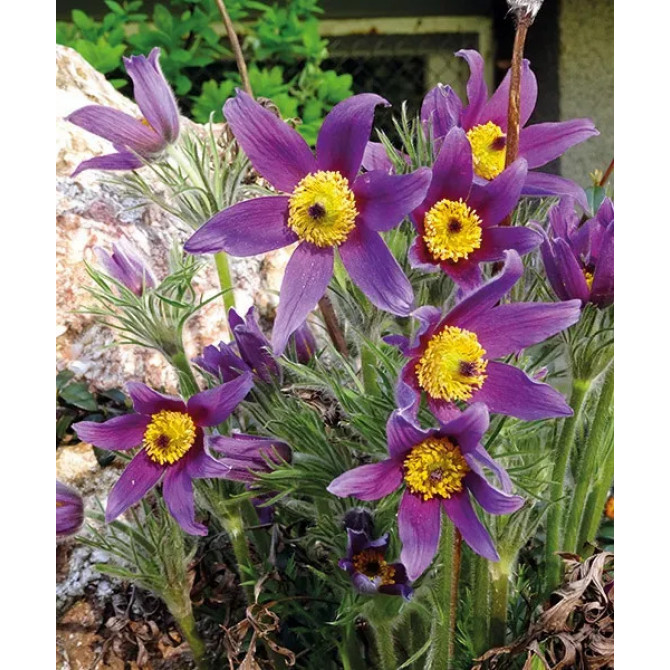 Silpurenes Zilas 8gab