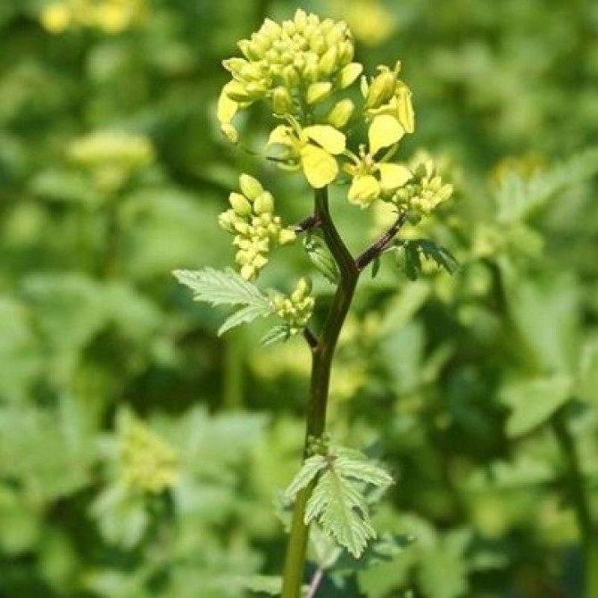 Zaļmēslojums Sinepes Baltās 25kg