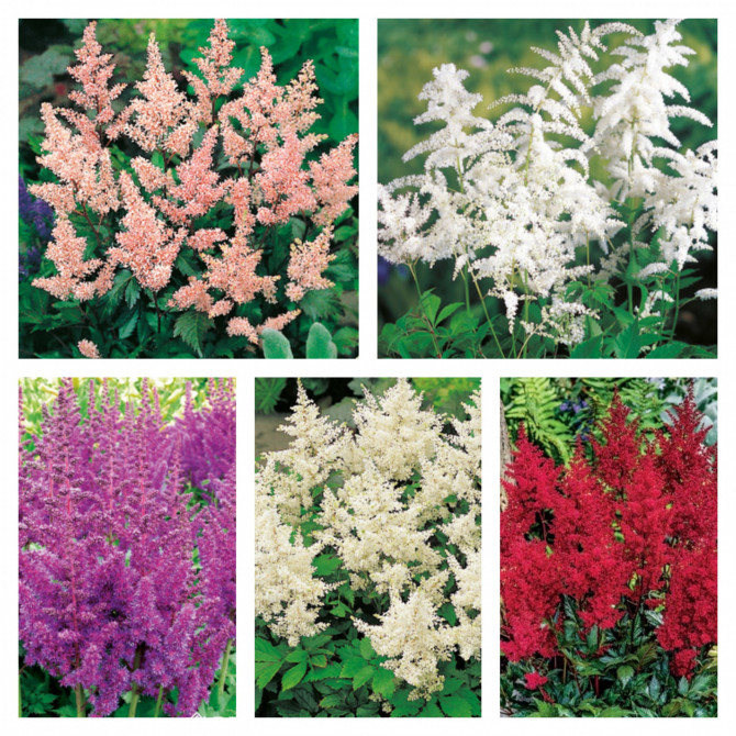 Astilbes izlase 5 šķ. Nr.1 40gab