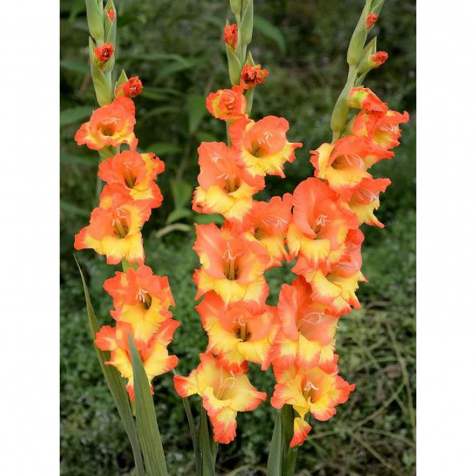 Gladiolas Pricess Margaret Rose 10/12 60gab