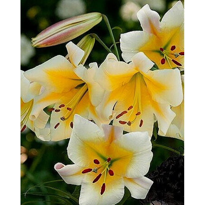 Lilijas OT hibrīds MISS PECULIAR 16/18 20gab