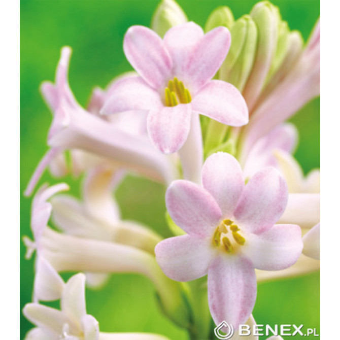 Tuberozes SENSATION 10/12 10gab