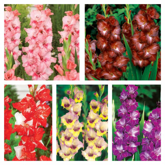 Gladiolas lielziedu Izlase Nr.9 12/14, 5šķ. 300gab
