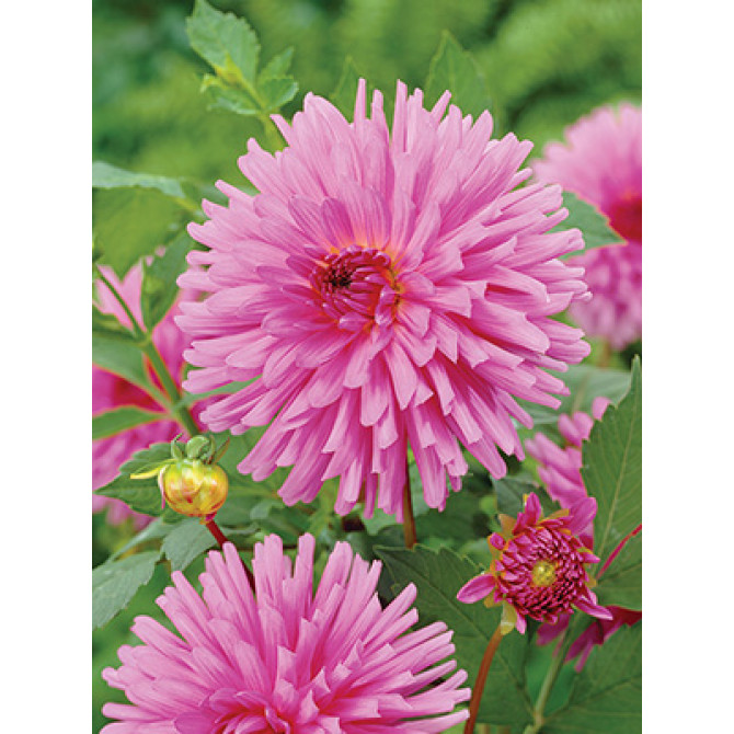 Dālijas kaktusziedu Elga 8gab