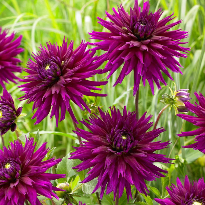 Dālijas kaktusziedu violetas 8gab