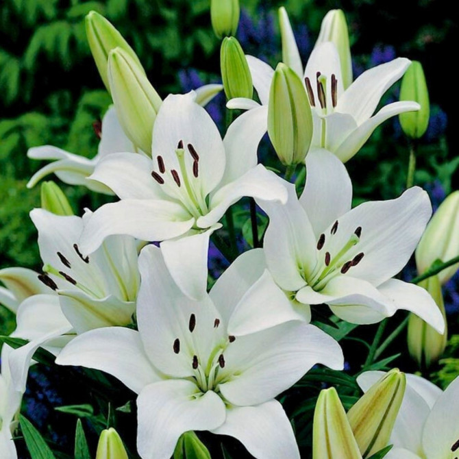 Lilijas Āzijas CANOVA 16/18 20gab