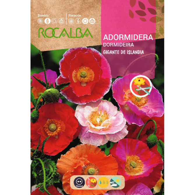 Magones Gigante de Islandia 1g