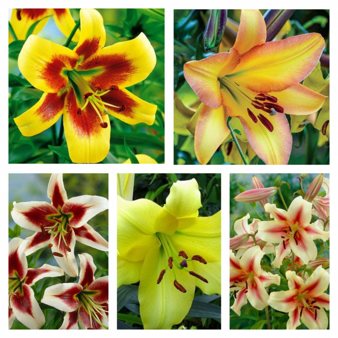 Lilijas OT Izlase Nr.1 18/20, 5šķ 80gab