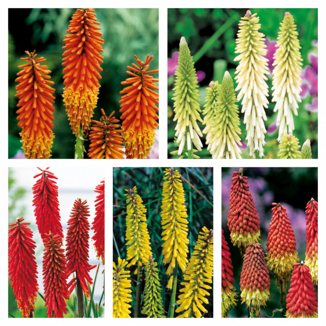 Knifofijas izlase 40gab