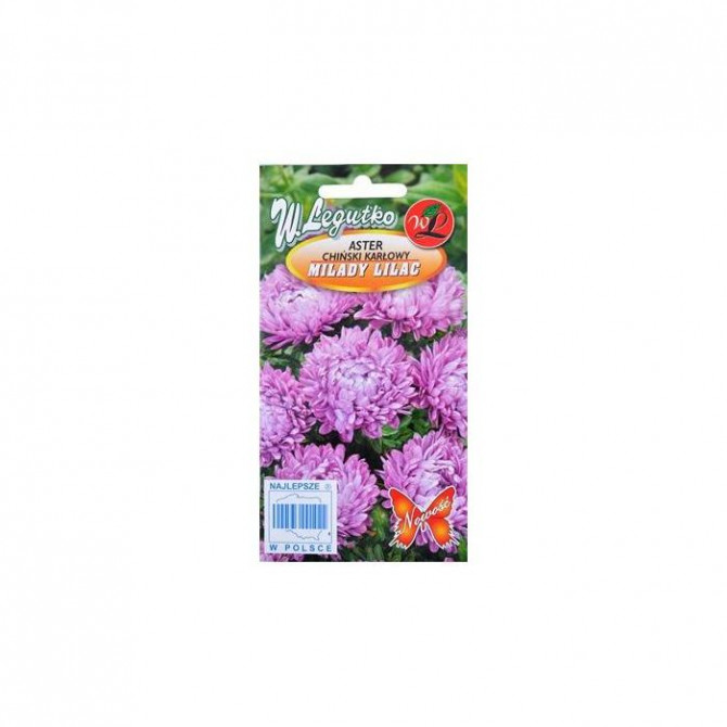 Asteres zemās Milady Lilac 1g