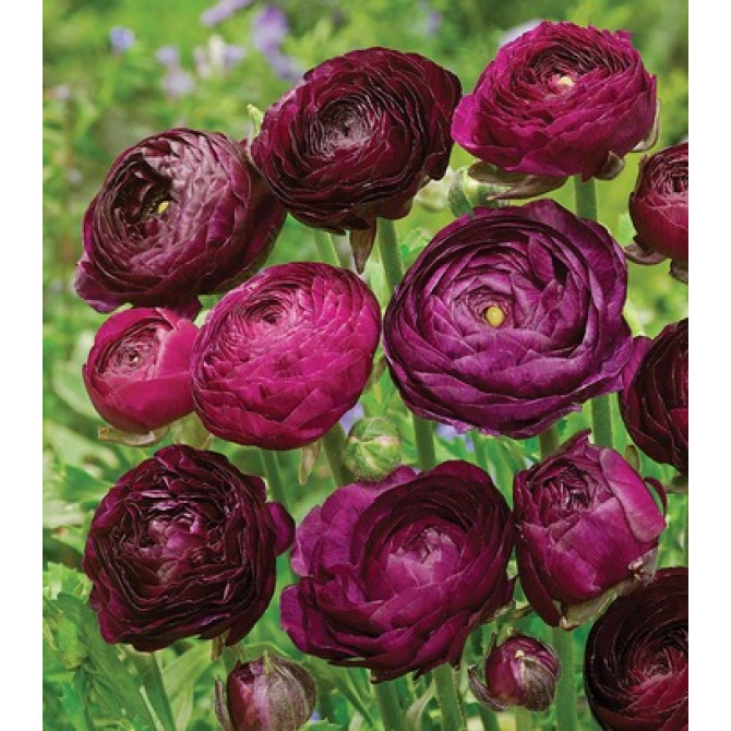 Gundegas Tomer Purple 6/+ 100gab