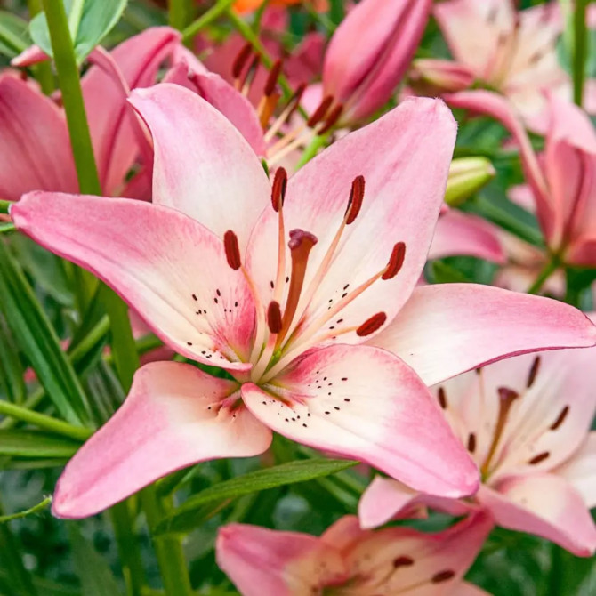 Lilijas Āzijas Rosella’s Dream 16/18 20gab