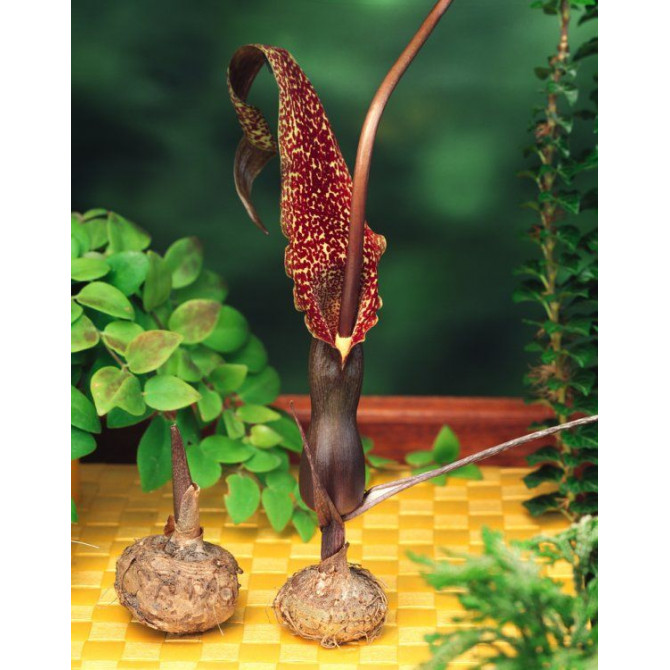 Sauromatum venosum 18/20 10gab