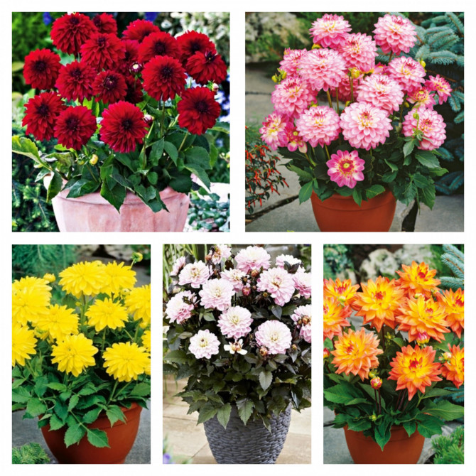 Dālijas dekoratīvās zemās izlase Melody 20gab