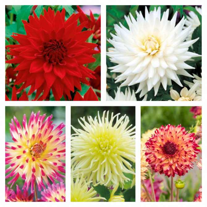 Dālijas kaktusziedu Izlase Nr.1 20gab