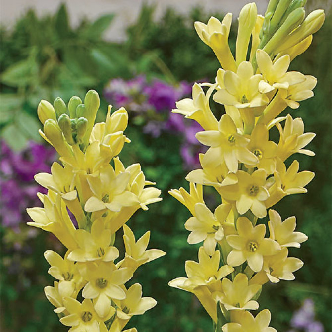 Tuberozes Super Gold 10/12 10gab