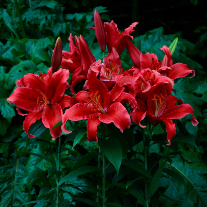 Lilijas Austrumu Red Flash 16/18 16gab