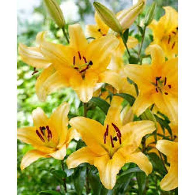 Lilijas kokveida CORCOVADO 18/20 20gab