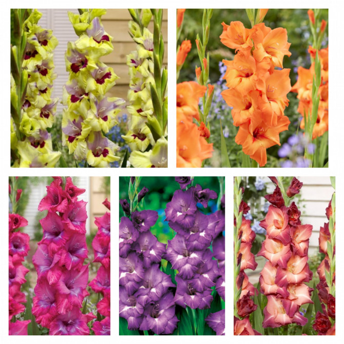 Gladiolas izlase Nr.25 12/14 150gab