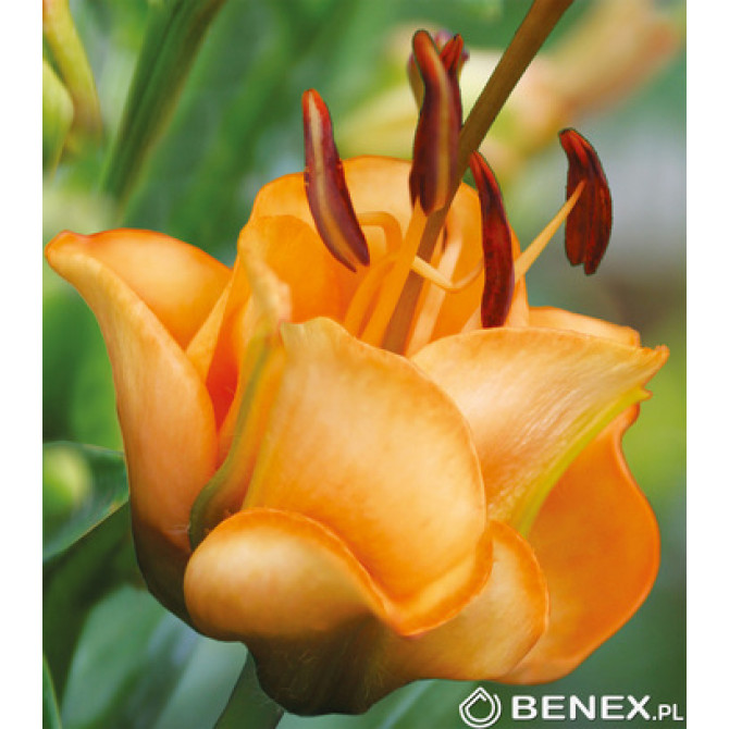 Lilijas pildītās APRICOT FUDGE 16/18 20gab