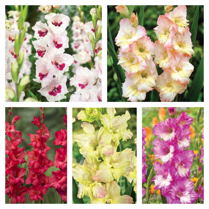 Gladiolas izlase Nr.26 12/14 150gab